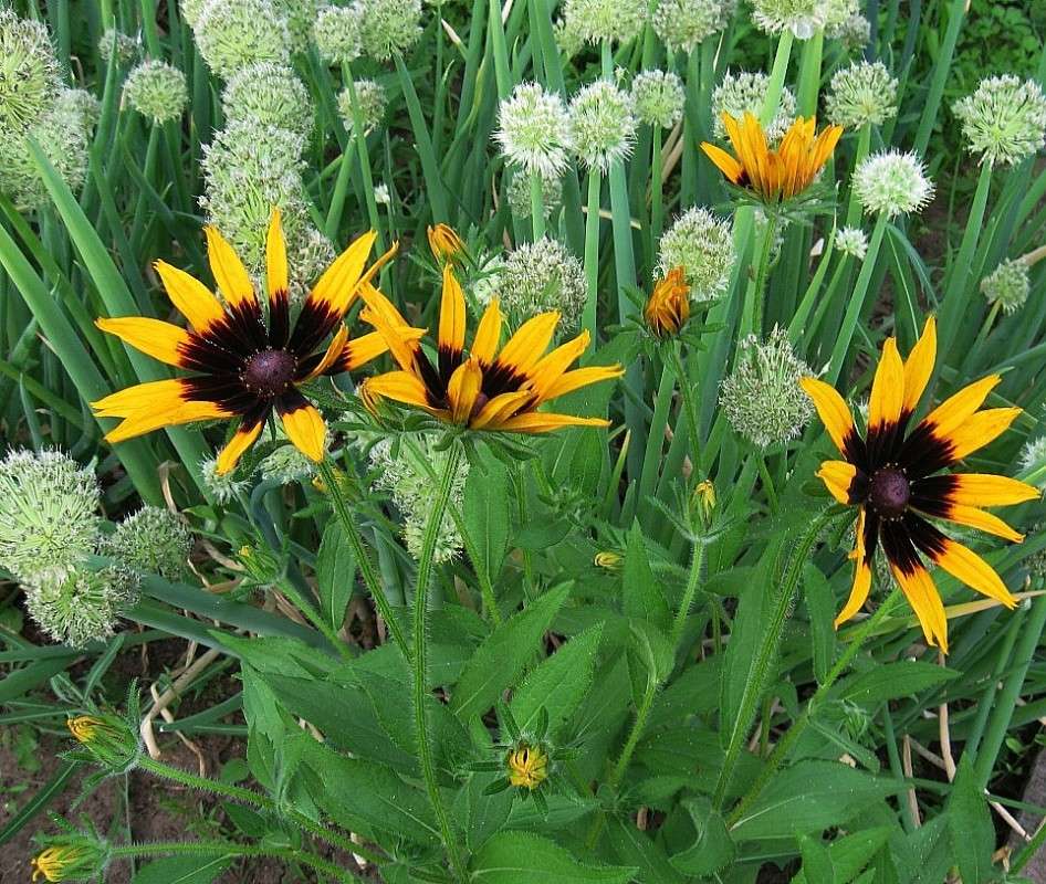 ������ �������� ))) ����� Natali  ��������� �� PhotoGeek.ru #������ ��� �������