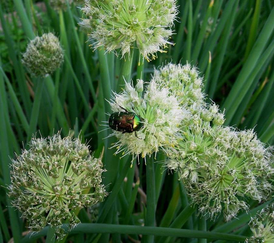 ������� �������� ))) ����� Natali  ��������� �� PhotoGeek.ru #����� ��������������