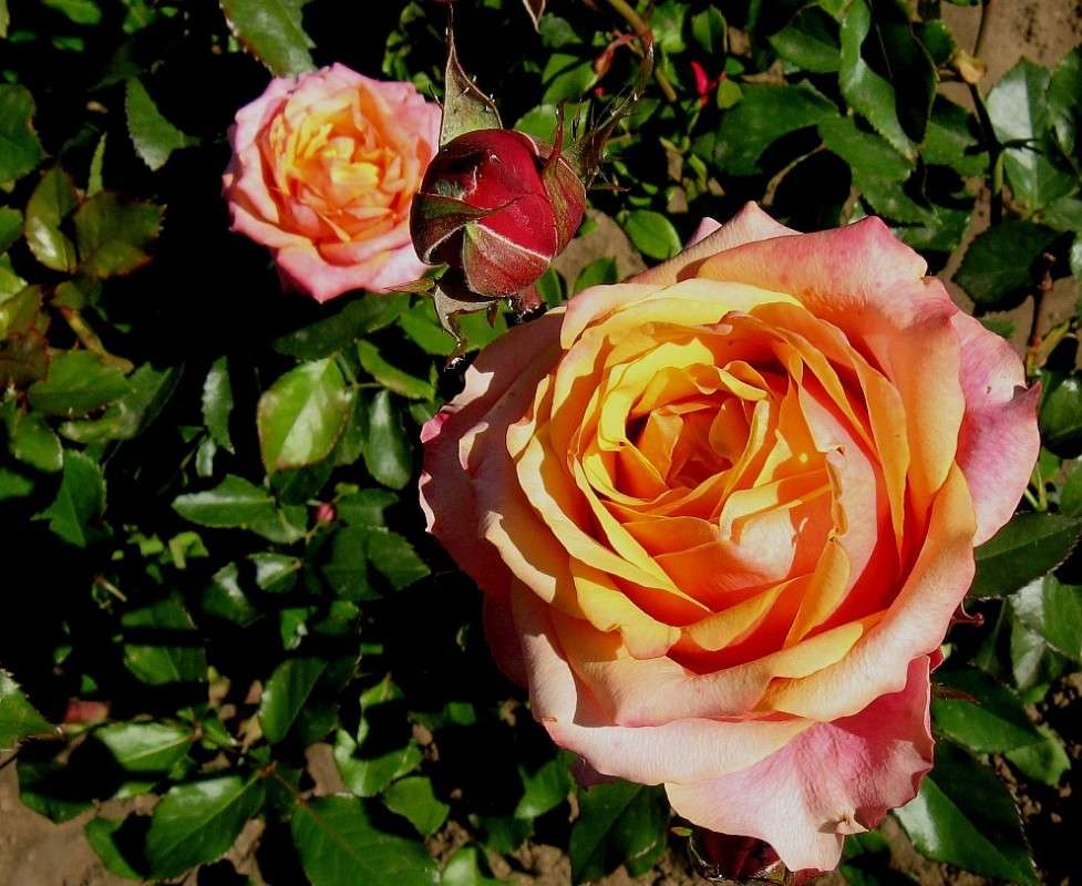 ������ �������� 6 ����� Natali  ��������� �� PhotoGeek.ru #����� ��������������