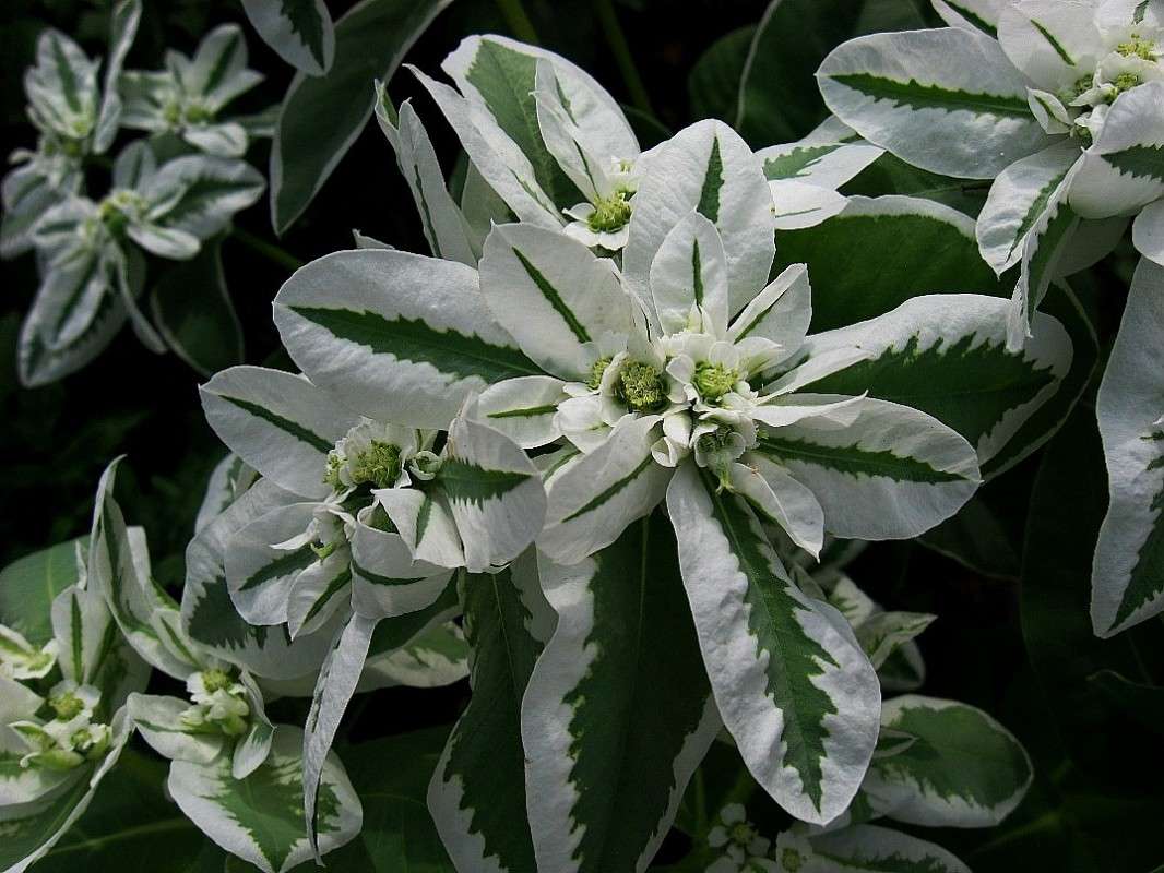 ... ����� Natali  ��������� �� PhotoGeek.ru #����� ��������������