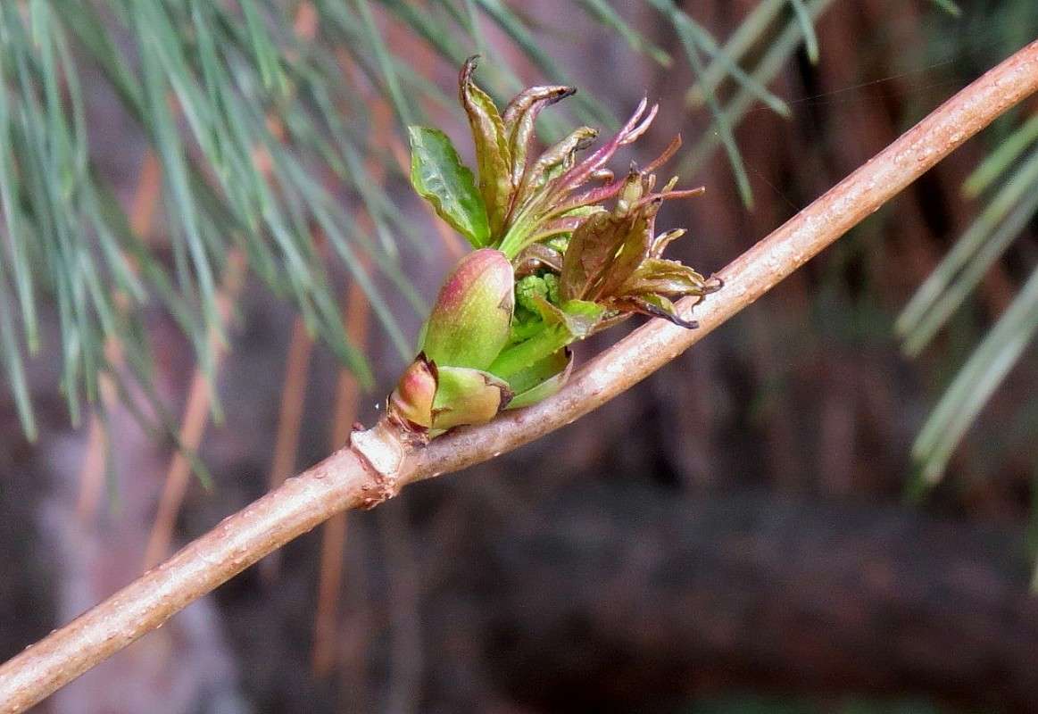 ���� 2 ����� Natali  ��������� �� PhotoGeek.ru #����� ��������������