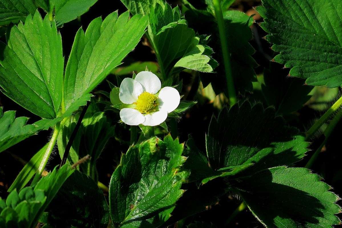 ���, ��������� ))) ����� Natali  ��������� �� PhotoGeek.ru #������ ��� ������� #����� ��������������