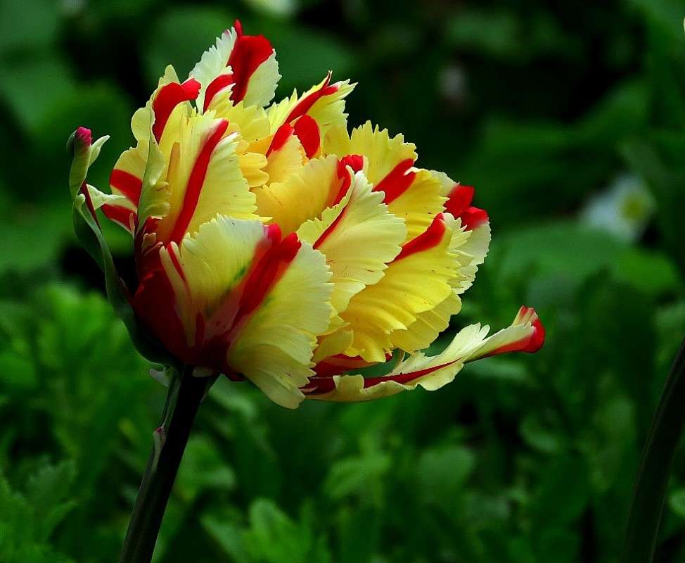 �������� ������ � ���� �������� ) 4 ����� Natali  ��������� �� PhotoGeek.ru #������ ��� ������� #����� ��������������