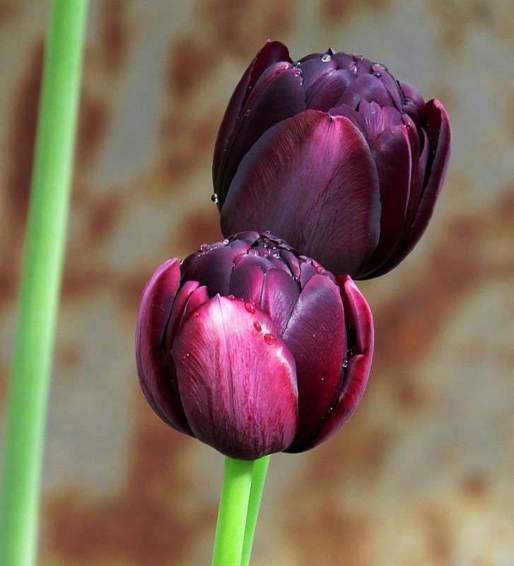 ����� ������� ) ����� Natali  ��������� �� PhotoGeek.ru #������ ��� ������� #����� ��������������