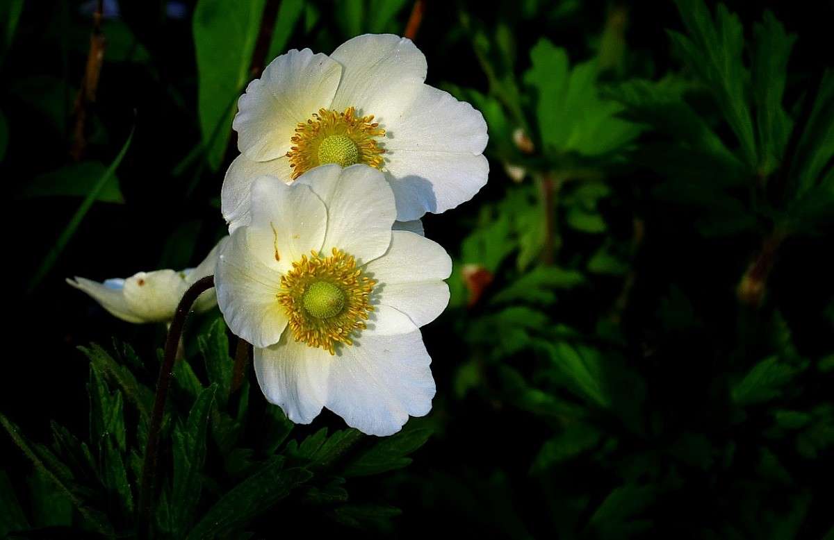 � ������ ������ 2 ) ����� Natali  ��������� �� PhotoGeek.ru #������ ��� ������� #����� ��������������