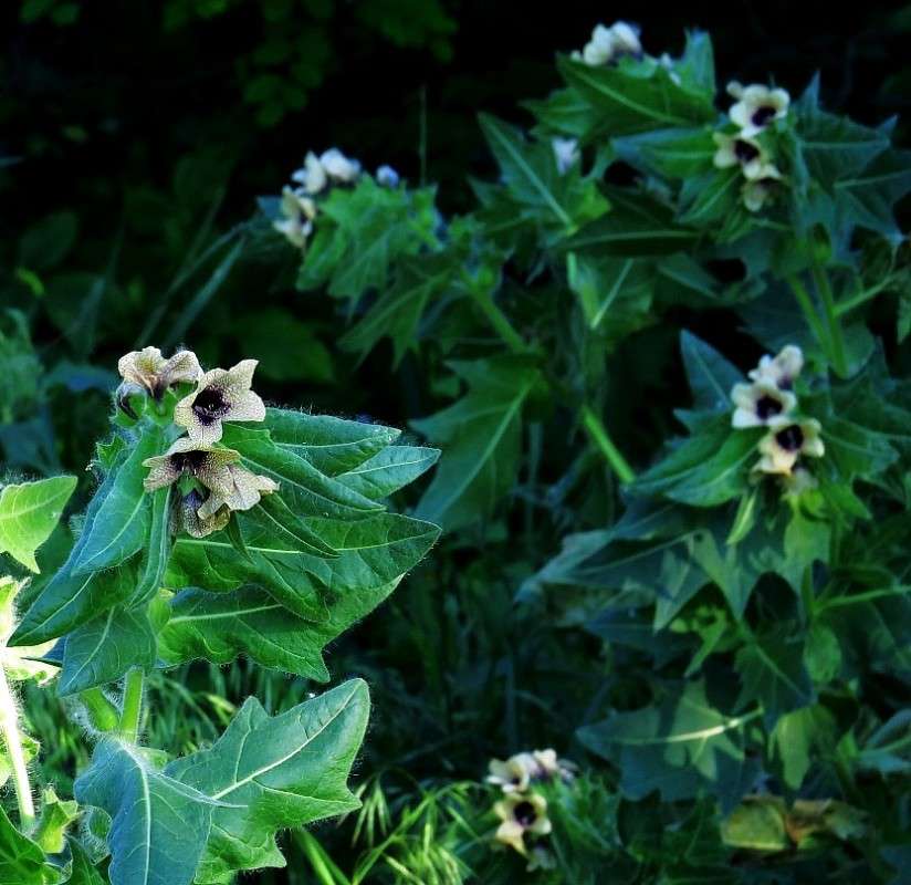 ��������-� ))) ����� Natali  ��������� �� PhotoGeek.ru #����� ��������������