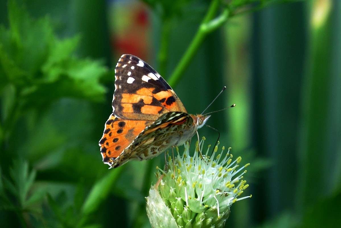 ... ����� Natali  ��������� �� PhotoGeek.ru #����� ��������������