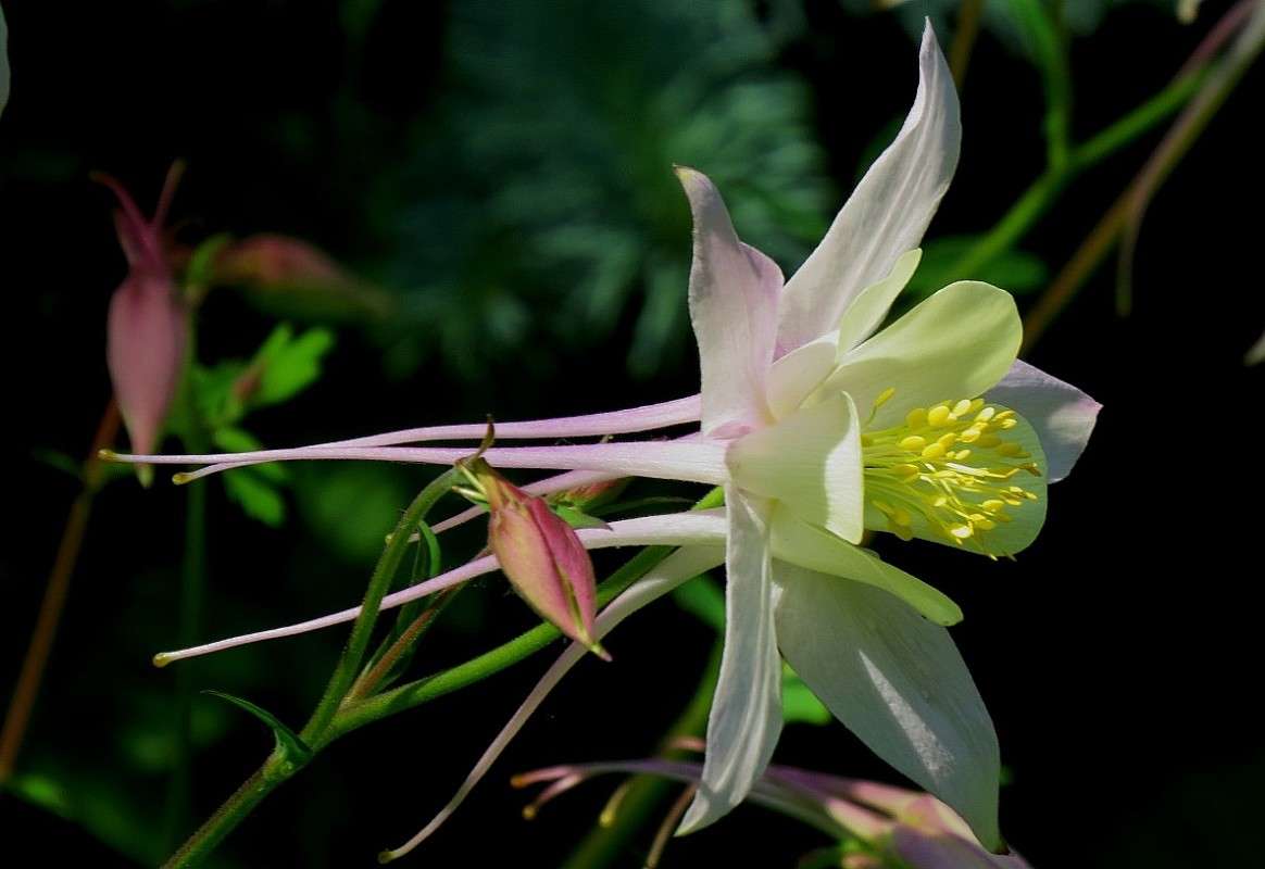 ... ����� Natali  ��������� �� PhotoGeek.ru #����� ��������������