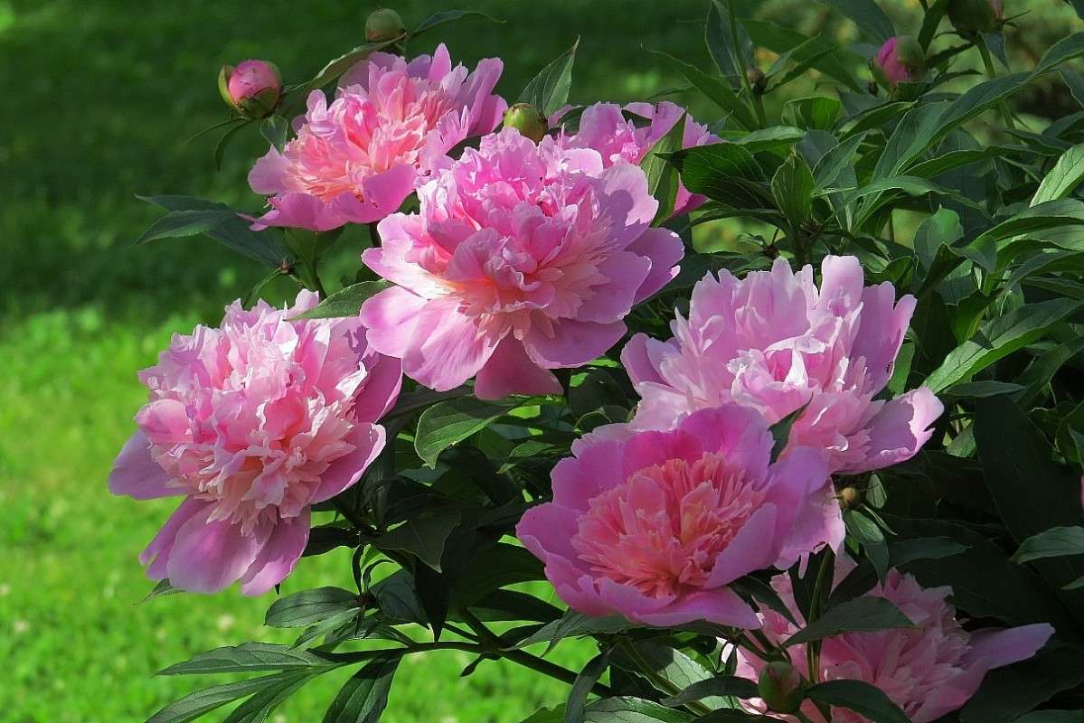 � � �������� ���� .... ))) ����� Natali  ��������� �� PhotoGeek.ru #������ ��� ������� #����� ��������������