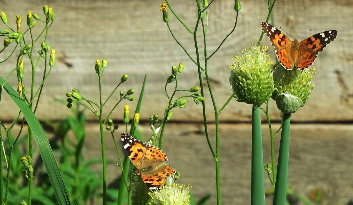 � � �������� ���� .... ))) 5 ����� Natali  ��������� �� PhotoGeek.ru #������ ��� ������� #����� ��������������