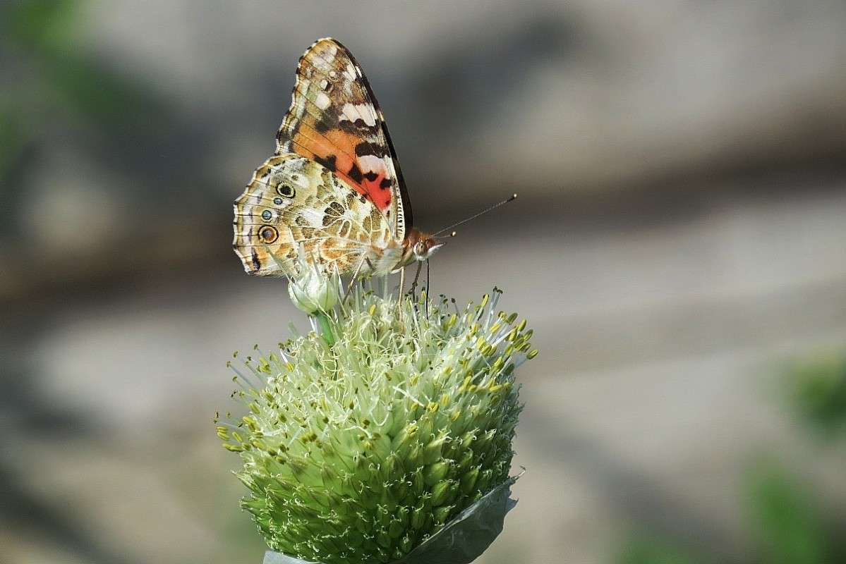 ... ����� Natali  ��������� �� PhotoGeek.ru #������ ��� �������