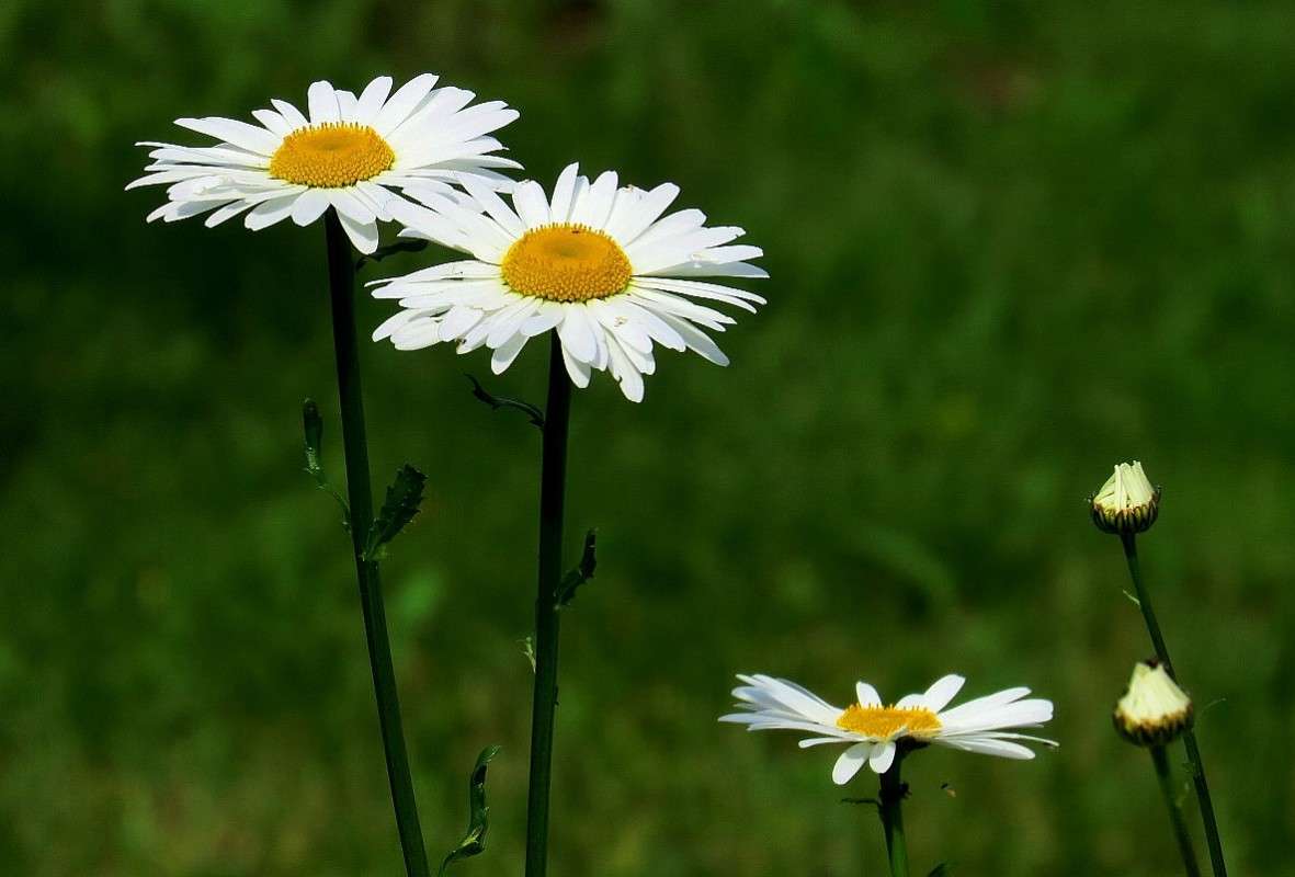 ... ����� Natali  ��������� �� PhotoGeek.ru #����� ��������������