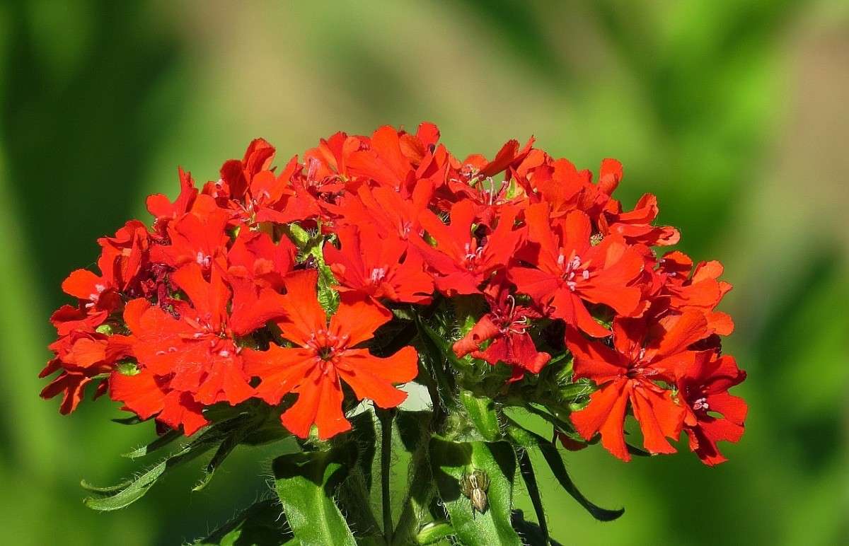 ������ ������������ ��������� ) ����� Natali  ��������� �� PhotoGeek.ru #������ ��� ������� #����� ��������������