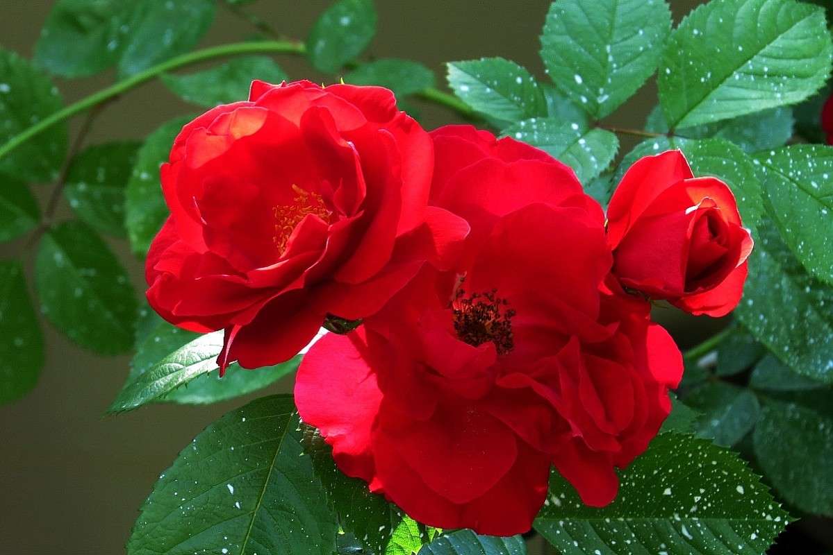 ... ����� Natali  ��������� �� PhotoGeek.ru #������ ��� ������� #����� ��������������