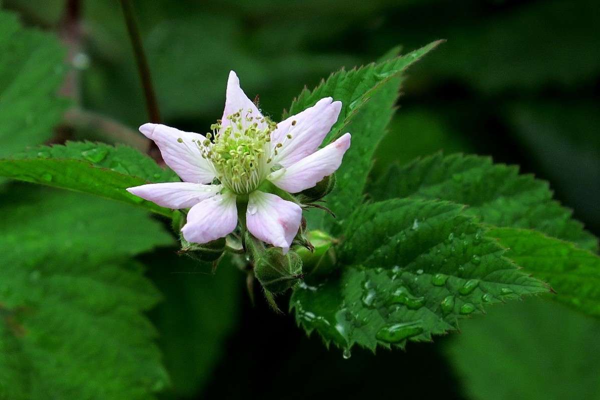 ��������� ������� 2 ����� Natali  ��������� �� PhotoGeek.ru #������ ��� ������� #����� ��������������