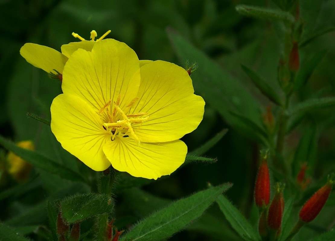 �������� ))) ����� Natali  ��������� �� PhotoGeek.ru #������ ��� ������� #����� ��������������