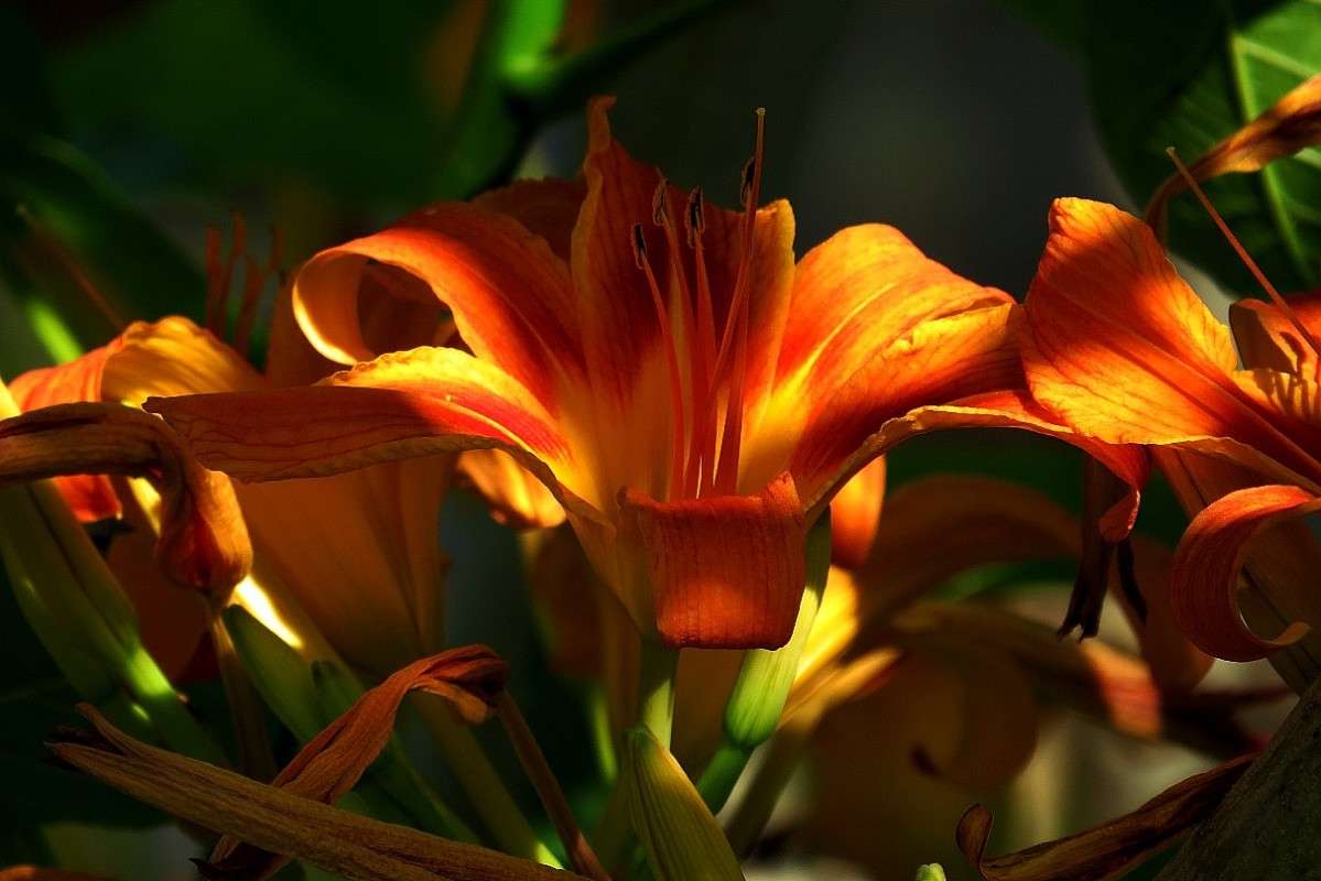 ������ �����������- ��������� �������... ) ����� Natali  ��������� �� PhotoGeek.ru #������ ��� ������� #����� ��������������