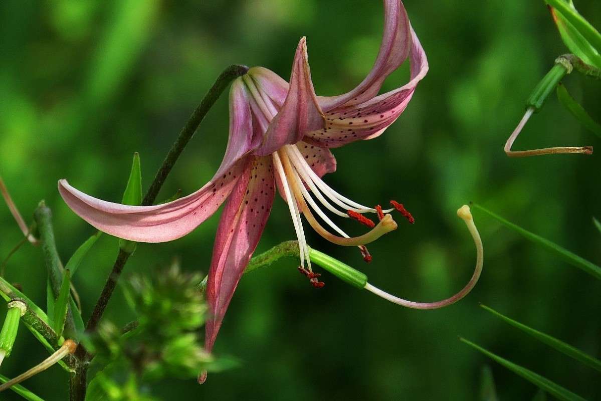 ... ����� Natali  ��������� �� PhotoGeek.ru #������ ��� ������� #����� ��������������