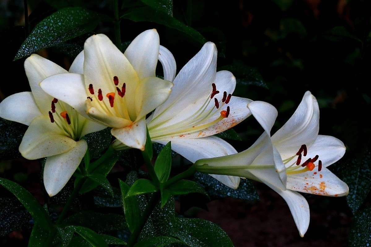 ... ����� Natali  ��������� �� PhotoGeek.ru #������ ��� ������� #����� ��������������