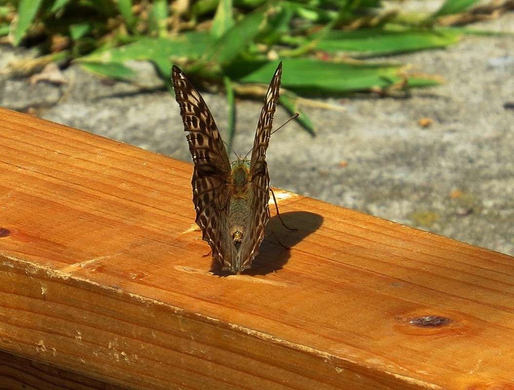 �� ������ ))) ����� Natali  ��������� �� PhotoGeek.ru #�������� ���