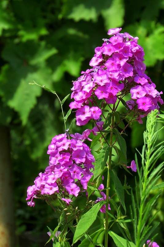 ... ����� Natali  ��������� �� PhotoGeek.ru #������ ��� ������� #����� ��������������