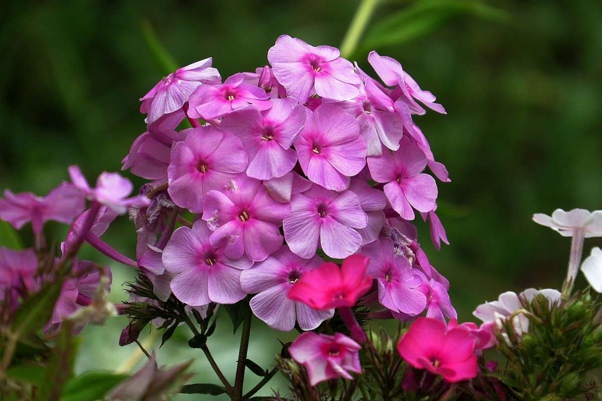 ��� ������� 2 ))) ����� Natali  ��������� �� PhotoGeek.ru #������ ��� ������� #����� ��������������