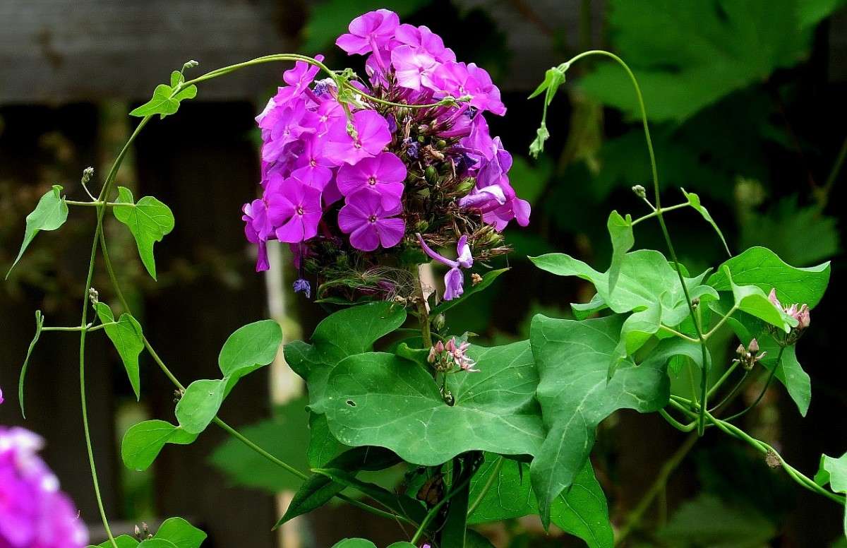 ��� �������  3 ))) ����� Natali  ��������� �� PhotoGeek.ru #������ ��� ������� #����� ��������������