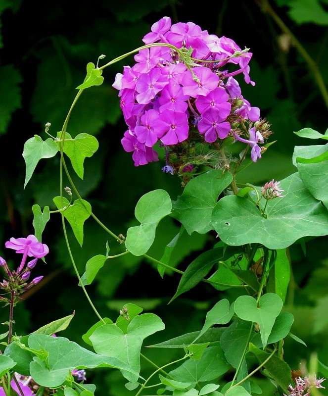 ��� ������� 4 ))) ����� Natali  ��������� �� PhotoGeek.ru #������ ��� ������� #����� ��������������