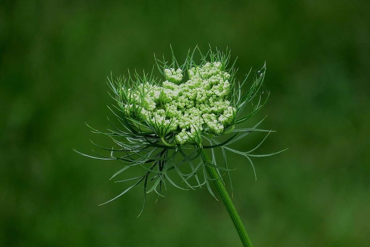 ����������� �������� ))) ����� Natali  ��������� �� PhotoGeek.ru #������ ��� ������� #����� ��������������