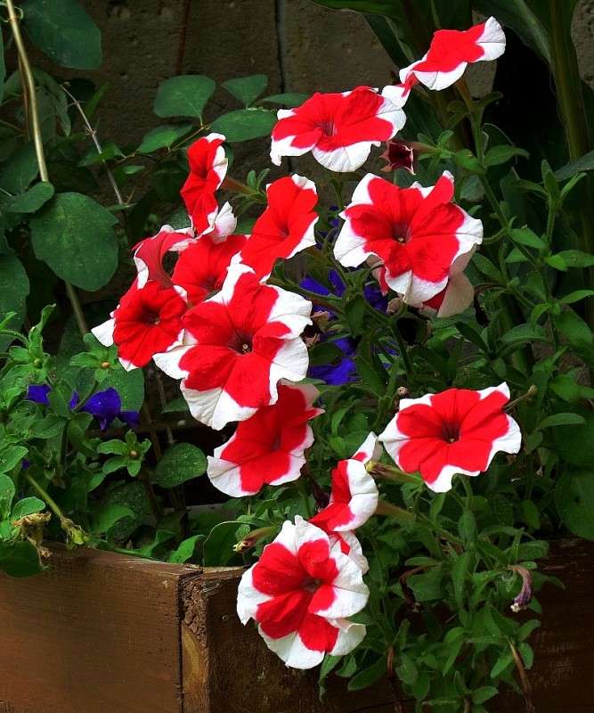 ������� � ����� ))) ����� Natali  ��������� �� PhotoGeek.ru #������ ��� ������� #����� ��������������