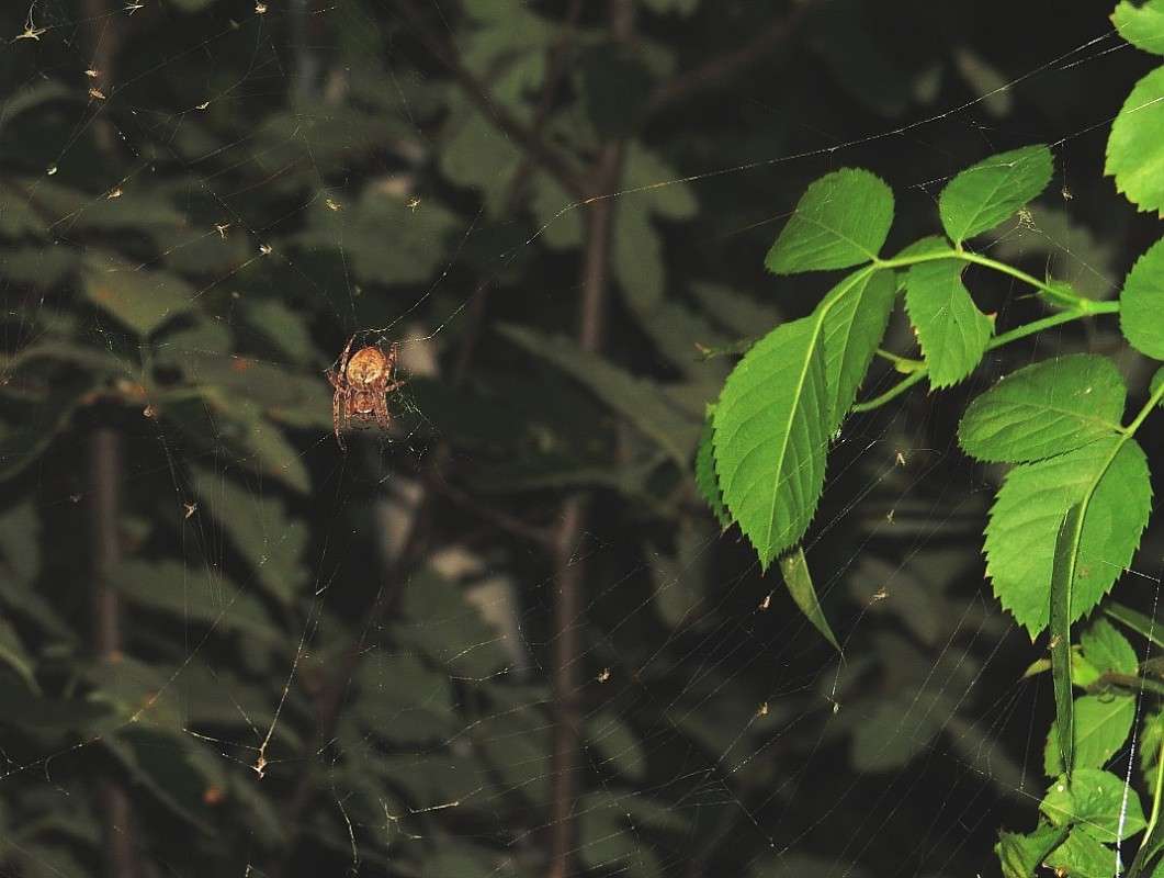 ������ ������� ))) ����� Natali  ��������� �� PhotoGeek.ru #�������� ��� #������ ��� �������