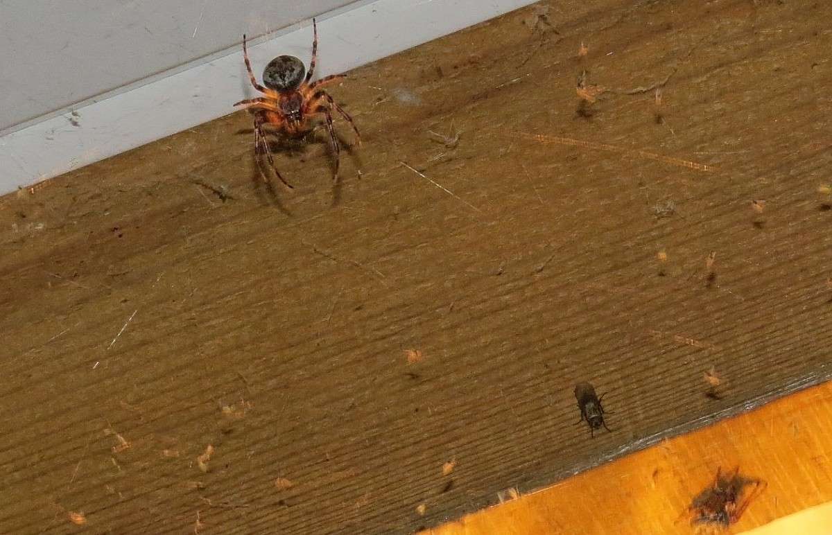 ������ �������  3 ))) ����� Natali  ��������� �� PhotoGeek.ru #�������� ��� #������ ��� �������