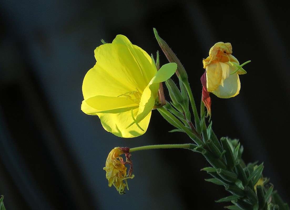 �������� ((( ����� Natali  ��������� �� PhotoGeek.ru #������ ��� ������� #����� ��������������