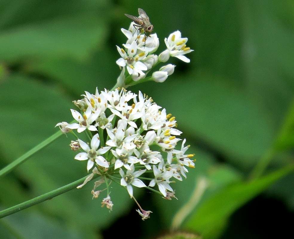 �� ���� 4 ����� Natali  ��������� �� PhotoGeek.ru #����� ��������������