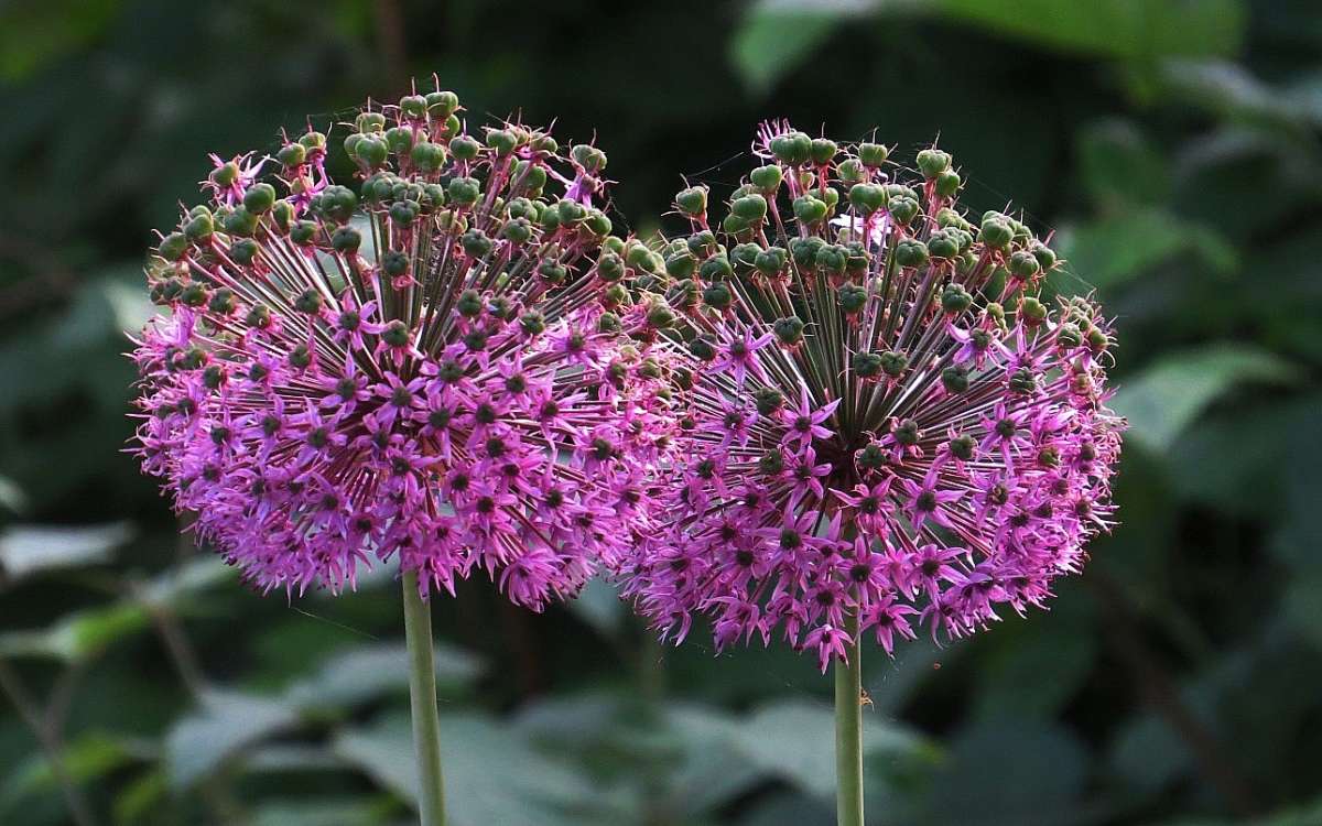 ������������� ))) ����� Natali  ��������� �� PhotoGeek.ru #������ ��� ������� #����� ��������������