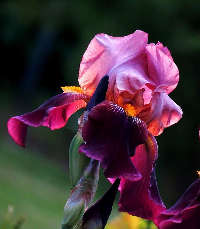 ... ����� Natali  ��������� �� PhotoGeek.ru #������ ��� ������� #����� ��������������