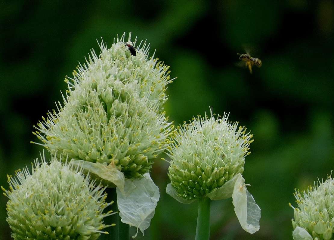 ... ����� Natali  ��������� �� PhotoGeek.ru #������ ��� ������� #����� ��������������