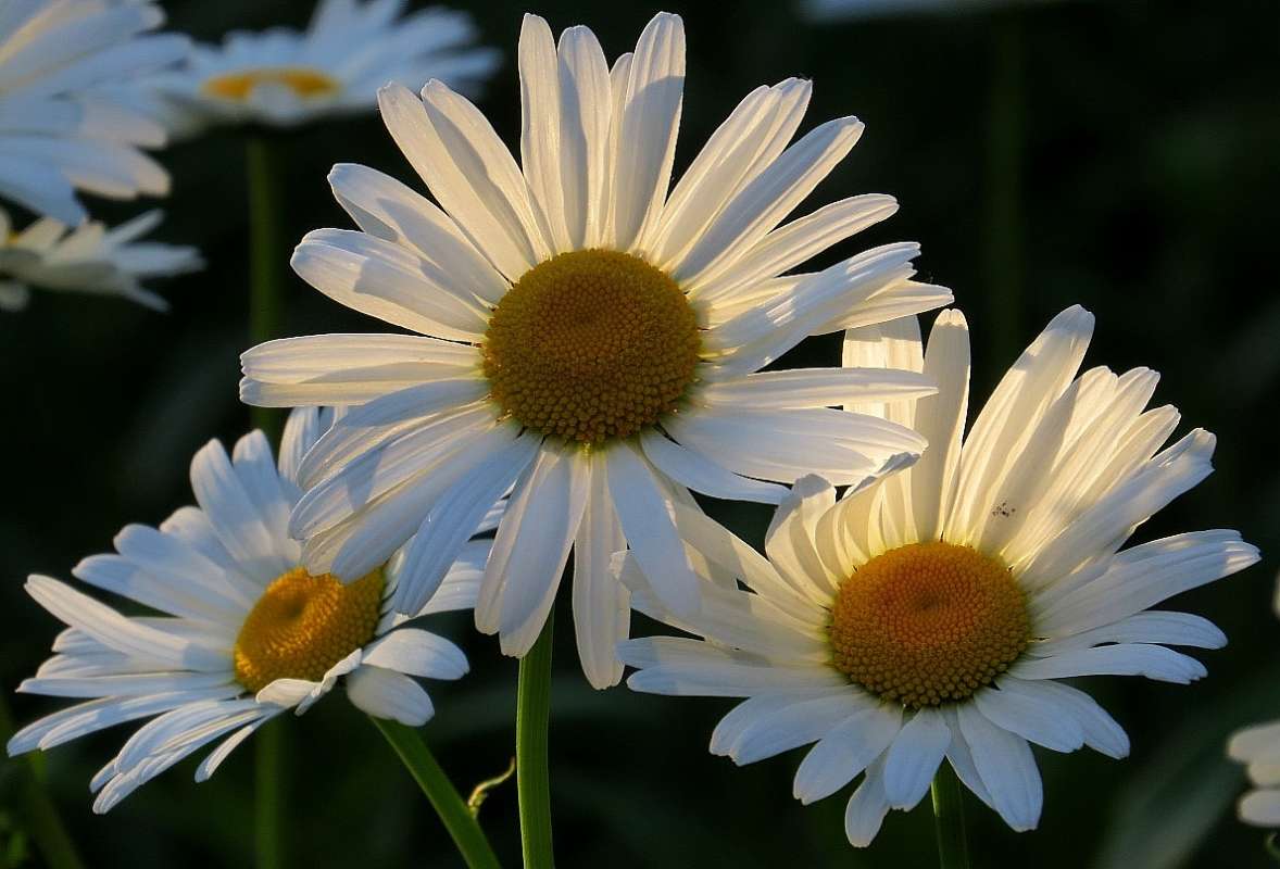 ��� �������, ��� �������, ���  ...))) ����� Natali  ��������� �� PhotoGeek.ru #������ ��� ������� #����� ��������������