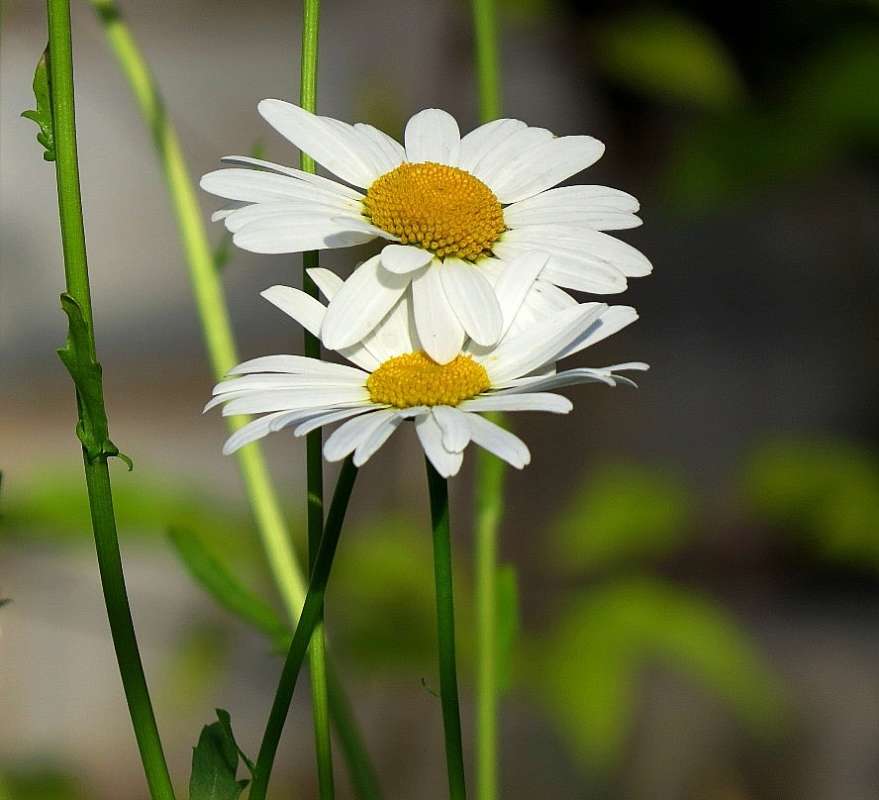 ... ����� Natali  ��������� �� PhotoGeek.ru #������ ��� ������� #����� ��������������