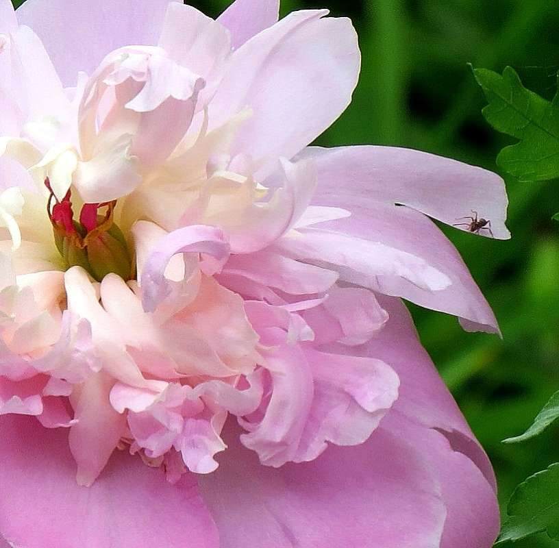 ... ����� Natali  ��������� �� PhotoGeek.ru #�����