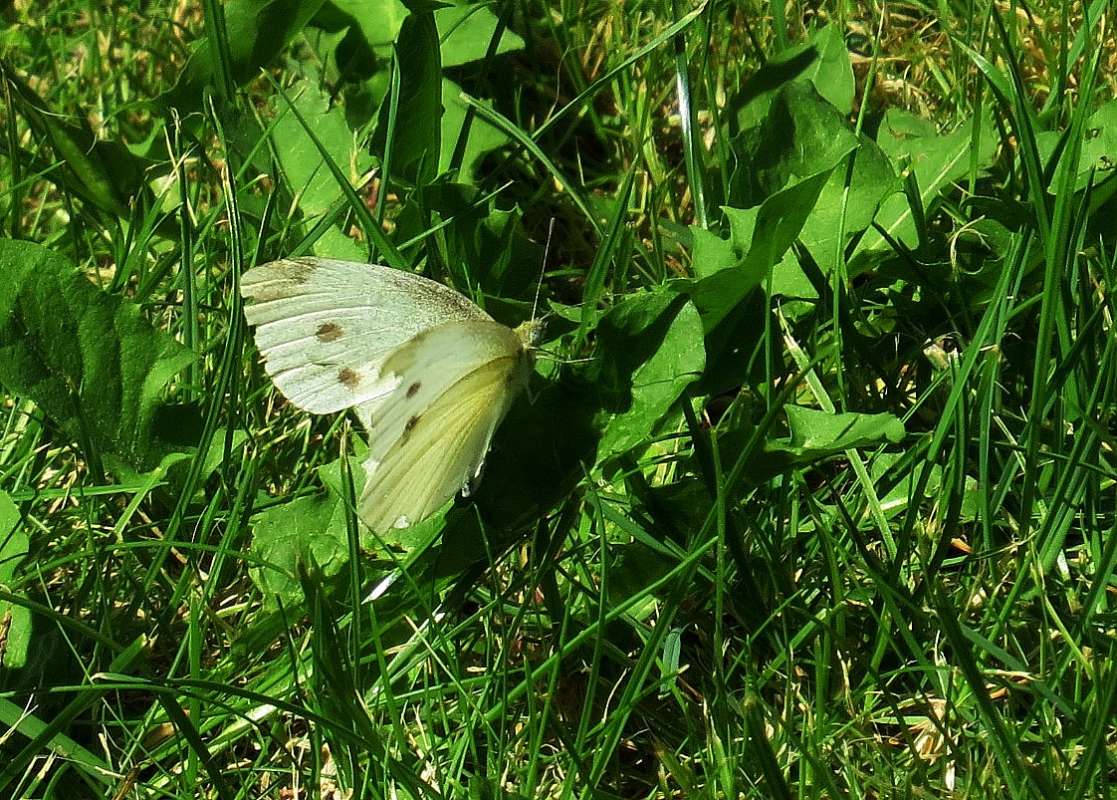 ���������� ��� ������� ))) ����� Natali  ��������� �� PhotoGeek.ru #�������� ��� #������ ��� �������