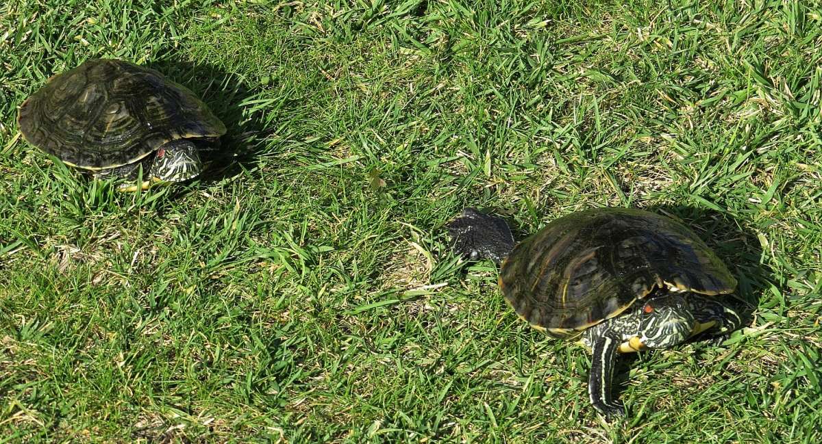 �������� (����� � ����������� ��������) ����� Natali  ��������� �� PhotoGeek.ru #�������� ���