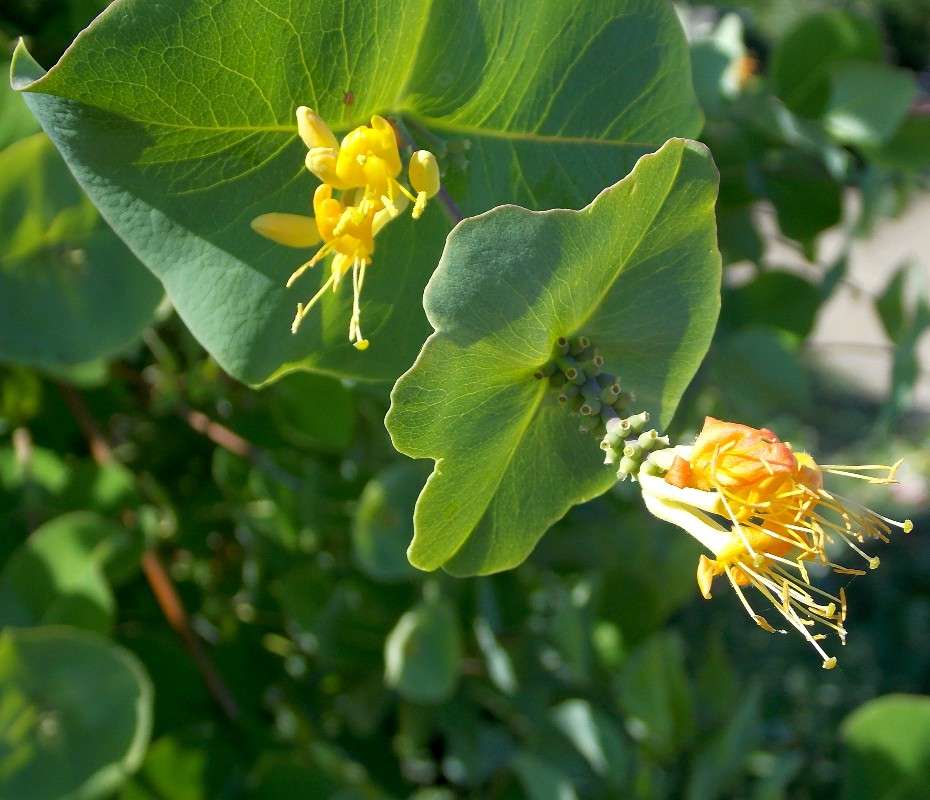 ������, ��������..... ����� Natali  ��������� �� PhotoGeek.ru #������ ��� ������� #����� ��������������