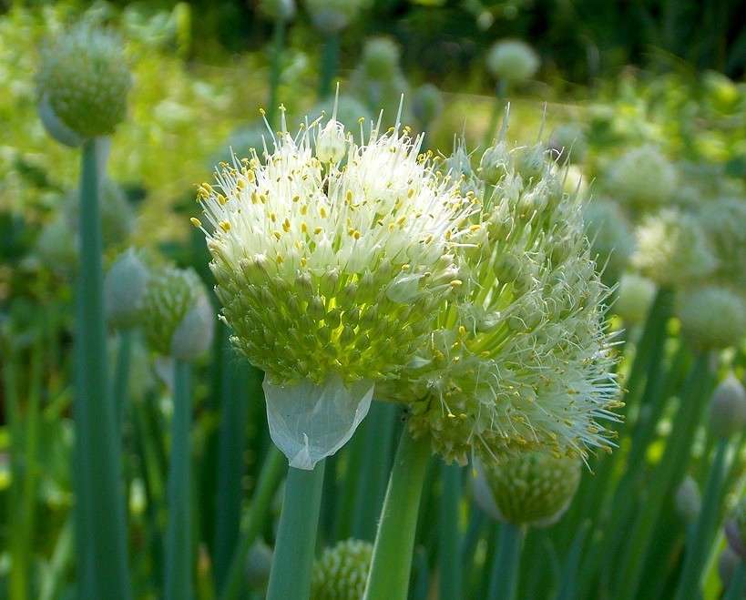 ������� ������� (1) ����� Natali  ��������� �� PhotoGeek.ru #������ ��� ������� #����� ��������������