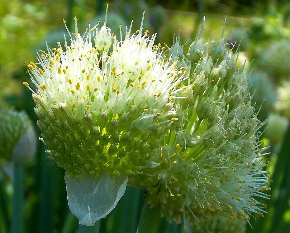 ������� ������� (2) ����� Natali  ��������� �� PhotoGeek.ru #������ ��� ������� #����� ��������������