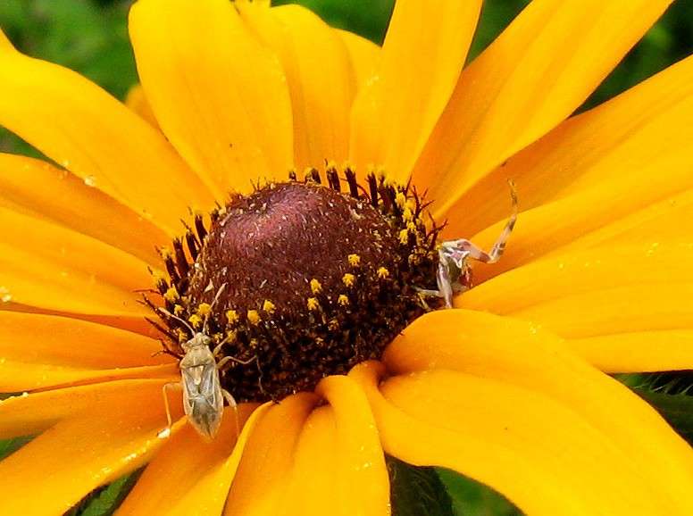 ����� � ��� �������.... ����� Natali  ��������� �� PhotoGeek.ru #���������