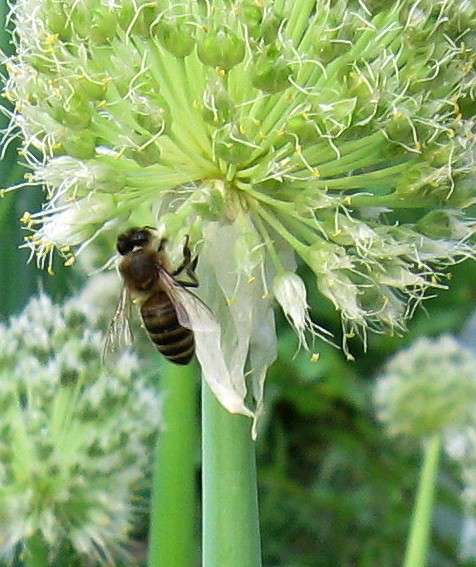 ������� �� ����� Natali  ��������� �� PhotoGeek.ru #���������