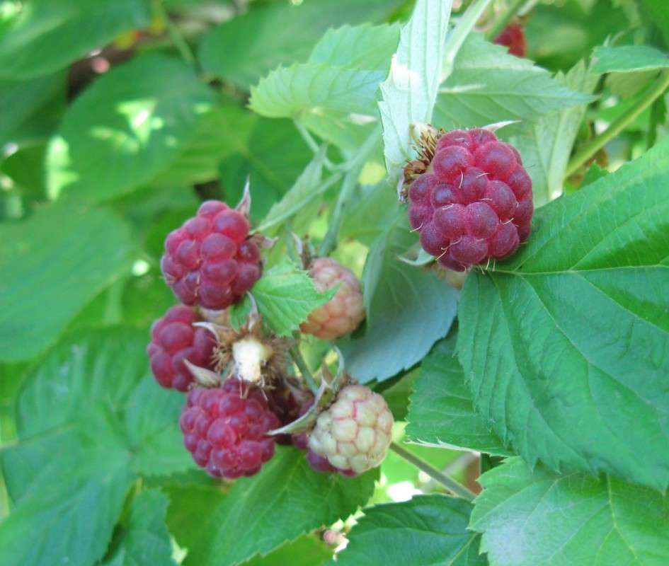 ... ����� Natali  ��������� �� PhotoGeek.ru #������ ��� ������� #����� ��������������