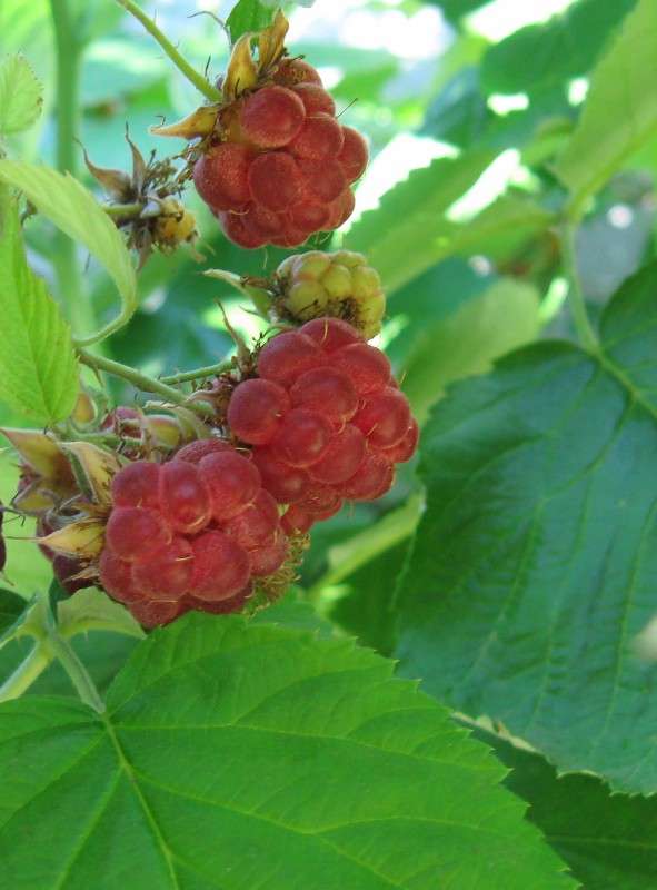 ... ����� Natali  ��������� �� PhotoGeek.ru #������ ��� ������� #����� ��������������