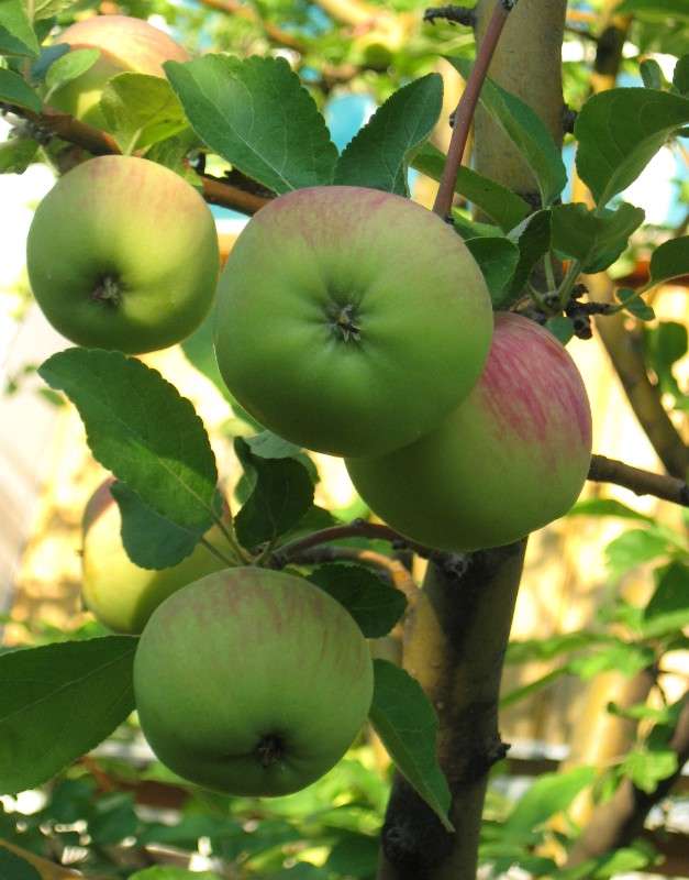 ... ����� Natali  ��������� �� PhotoGeek.ru #������ ��� ������� #����� ��������������